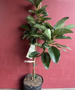 Catalina Avocado Tree , Grafted in 3 Gallons Pot, No Ship to HI - Image 10