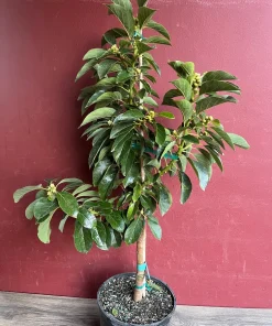 Catalina Avocado Tree , Grafted in 3 Gallons Pot, No Ship to HI - Image 2