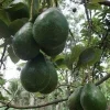 Catalina Avocado Tree , Grafted in 3 Gallons Pot, No Ship to HI - Image 1