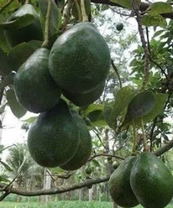 Catalina Avocado Tree , Grafted in 3 Gallons Pot, No Ship to HI - Image 1