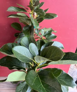 Catalina Avocado Tree , Grafted in 3 Gallons Pot, No Ship to HI - Image 3