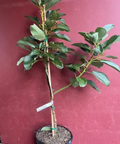Catalina Avocado Tree , Grafted in 3 Gallons Pot, No Ship to HI - Image 4