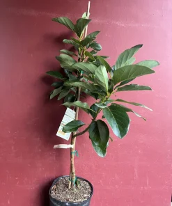 Catalina Avocado Tree , Grafted in 3 Gallons Pot, No Ship to HI - Image 5