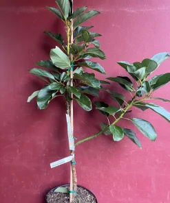 Catalina Avocado Tree , Grafted in 3 Gallons Pot, No Ship to HI - Image 6