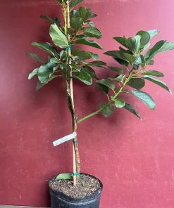 Catalina Avocado Tree , Grafted in 3 Gallons Pot, No Ship to HI - Image 7