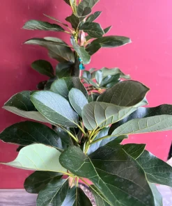 Catalina Avocado Tree , Grafted in 3 Gallons Pot, No Ship to HI - Image 8