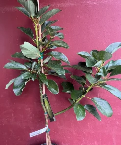 Catalina Avocado Tree , Grafted in 3 Gallons Pot, No Ship to HI - Image 9