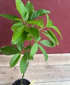 Catalina Avocado Tree , Grafted in 6" Pot - Image 2