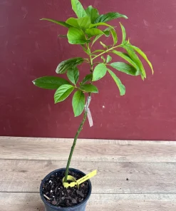 Catalina Avocado Tree , Grafted in 6