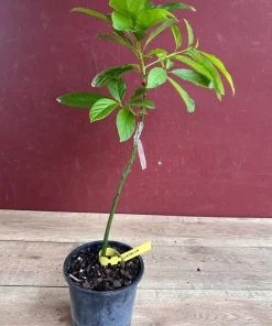 Catalina Avocado Tree , Grafted in 6