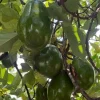 Catalina Avocado Tree , Grafted in 6" Pot - Image 1