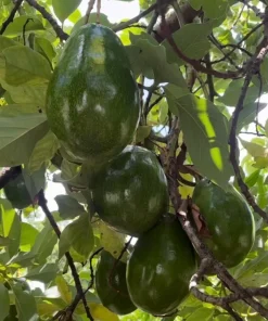 Catalina Avocado Tree , Grafted in 6