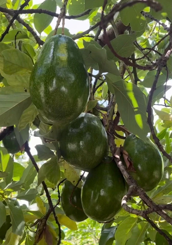 Catalina Avocado Tree , Grafted in 6" Pot - Image 1