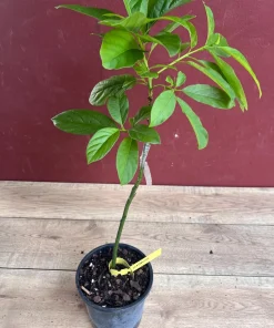 Catalina Avocado Tree , Grafted in 6