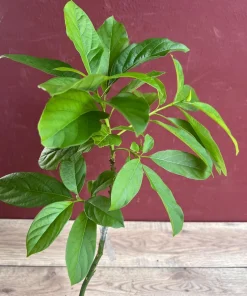 Catalina Avocado Tree , Grafted in 6