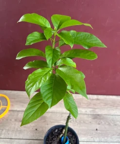 Catalina Avocado Tree , Grafted in 6
