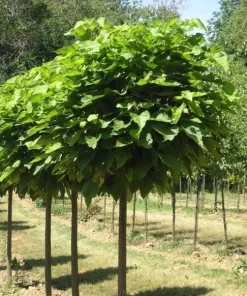Catalpa Tree Live Plant – 1 Quart Pot – 6-12 inch Height – Outdoor Shade Tree - Image 3