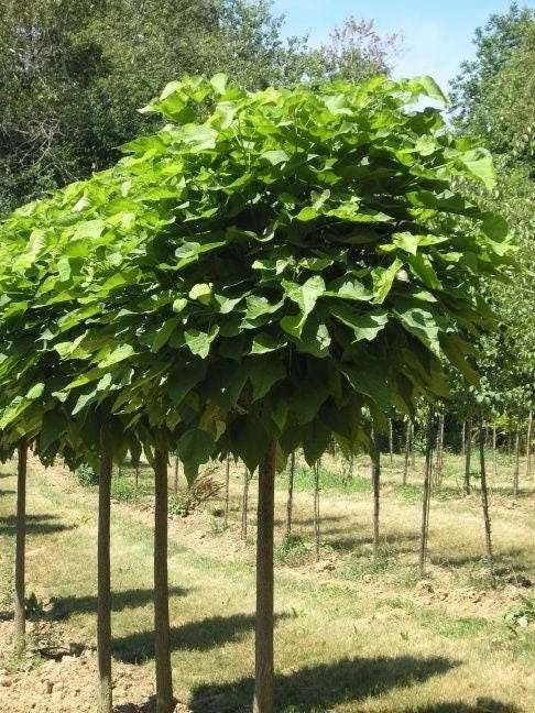 Catalpa Tree Live Plant – 1 Quart Pot – 6-12 inch Height – Outdoor Shade Tree - Image 3