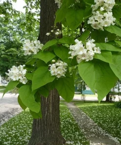 Catalpa Tree Live Plant – 1 Quart Pot – 6-12 inch Height – Outdoor Shade Tree - Image 4