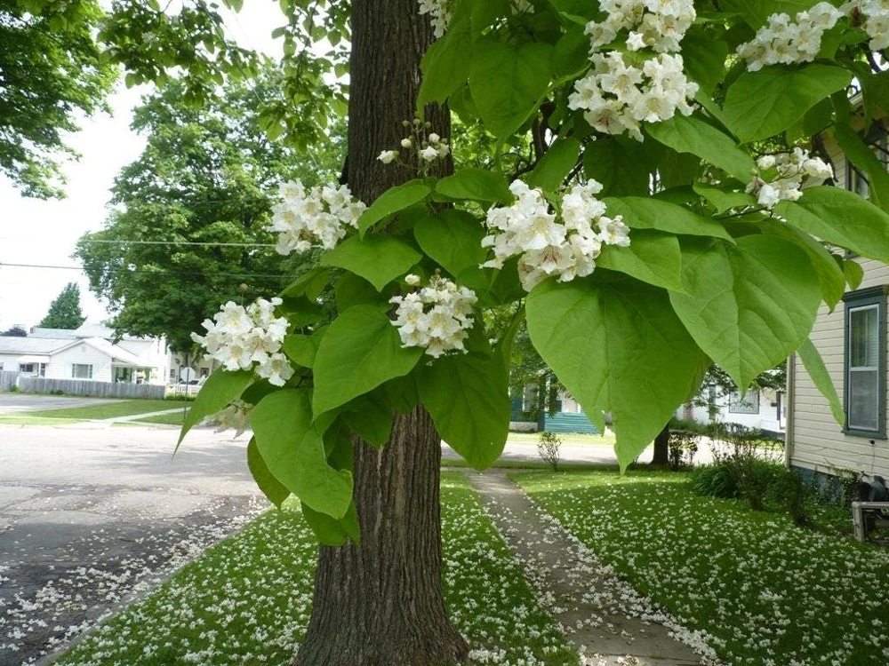 Catalpa Tree Live Plant – 1 Quart Pot – 6-12 inch Height – Outdoor Shade Tree - Image 4