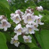 Catalpa Tree Live Plant – 1 Quart Pot – 6-12 inch Height – Outdoor Shade Tree - Image 1