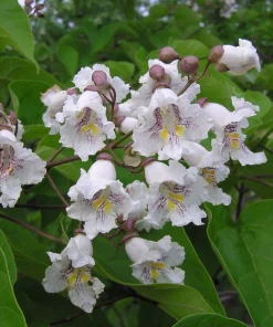 Catalpa Tree Live Plant – 1 Quart Pot – 6-12 inch Height – Outdoor Shade Tree - Image 1