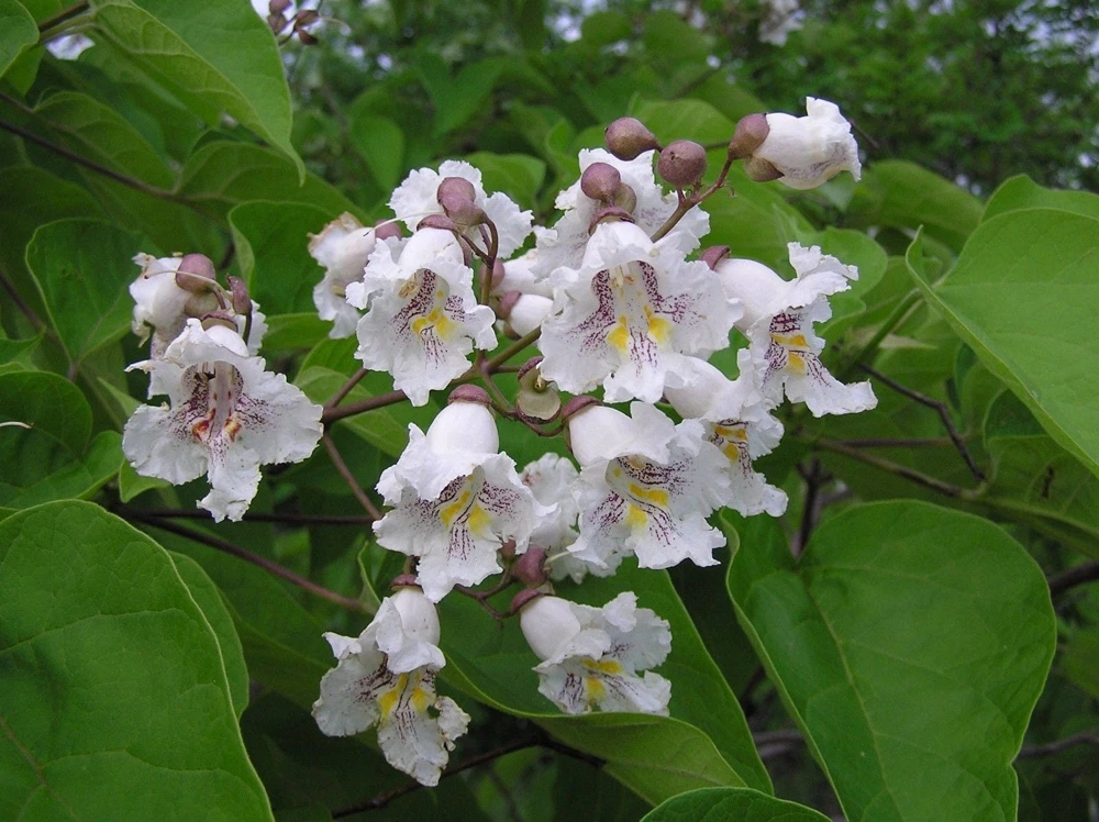 Catalpa Tree Live Plant – 1 Quart Pot – 6-12 inch Height – Outdoor Shade Tree - Image 1
