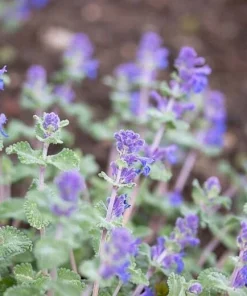 Catmint Live Plant - Nepeta Perennial Herb, Pollinator Friendly, 1 Gallon Pot - Image 2