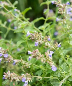 Catmint Live Plant - Nepeta Perennial Herb, Pollinator Friendly, 1 Gallon Pot - Image 3