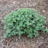 Catmint Live Plant - Nepeta Perennial Herb, Pollinator Friendly, 1 Gallon Pot - Image 1