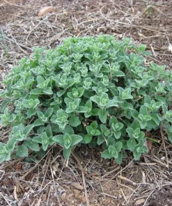 Catmint Live Plant - Nepeta Perennial Herb, Pollinator Friendly, 1 Gallon Pot - Image 1