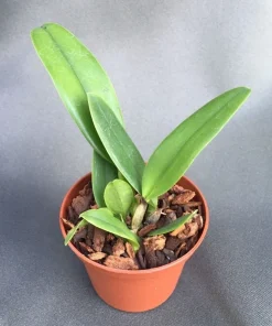 Cattleya Orchid Plant Rlc. Dick Smith 'Paradise' Live Plant 2.5