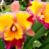 Cattleya Orchid Plant Rlc. Dick Smith 'Paradise' Live Plant 2.5" Pot - Image 1