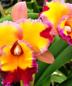Cattleya Orchid Plant Rlc. Dick Smith 'Paradise' Live Plant 2.5