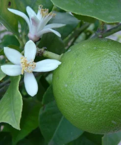 Cay Chanh Lime Lemon Tree Live Plant 8-12" Tall - Indoor & Outdoor Citrus Fruit - Image 2