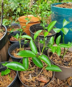Cay Chanh Lime Lemon Tree Live Plant 8-12