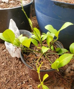 Cay Chanh Lime Lemon Tree Live Plant 8-12