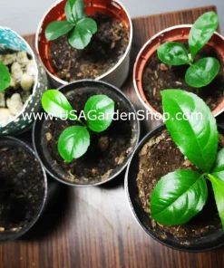 Cay Chanh Lime Lemon Tree Live Plant 8-12