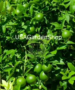 Cay Chanh Lime Lemon Tree Live Plant 8-12