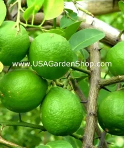 Cay Chanh Lime Lemon Tree Live Plant 8-12