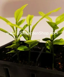 Cay Chanh Lime Lemon Tree Live Plant 8-12