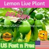 Cay Chanh Lime Lemon Tree Live Plant 8-12" Tall - Indoor & Outdoor Citrus Fruit - Image 1