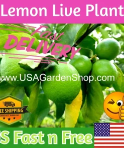 Cay Chanh Lime Lemon Tree Live Plant 8-12