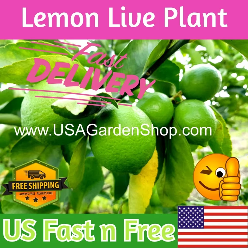 Cay Chanh Lime Lemon Tree Live Plant 8-12" Tall - Indoor & Outdoor Citrus Fruit - Image 1