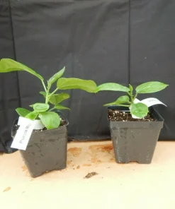 Cay Chanh Lime Lemon Tree Live Plant 8-12
