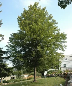 Celebration Maple Tree - Live Plant, 1-2 ft Tall, Quart Pot - Outdoor Shade Tree - Image 2