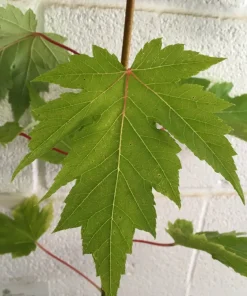 Celebration Maple Tree - Live Plant, 1-2 ft Tall, Quart Pot - Outdoor Shade Tree - Image 3