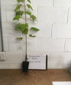 Celebration Maple Tree - Live Plant, 1-2 ft Tall, Quart Pot - Outdoor Shade Tree - Image 4