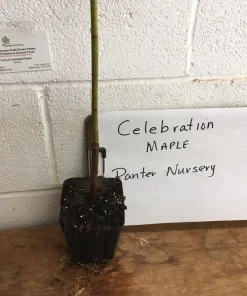 Celebration Maple Tree - Live Plant, 1-2 ft Tall, Quart Pot - Outdoor Shade Tree - Image 5