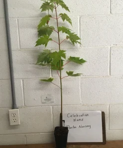 Celebration Maple Tree - Live Plant, 1-2 ft Tall, Quart Pot - Outdoor Shade Tree - Image 6